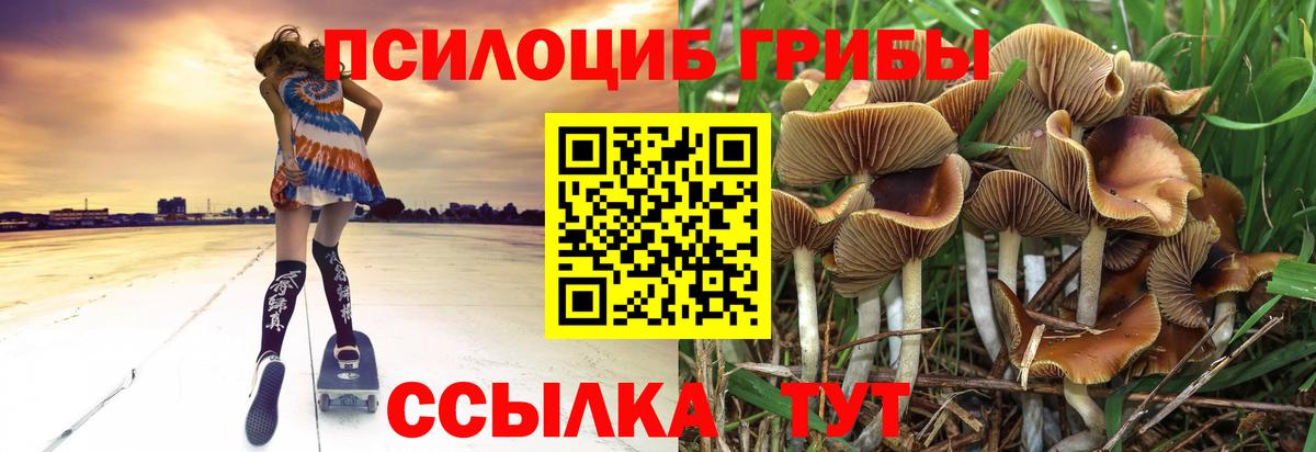 Псилоцибиновые грибы GOLDEN TEACHER Губаха